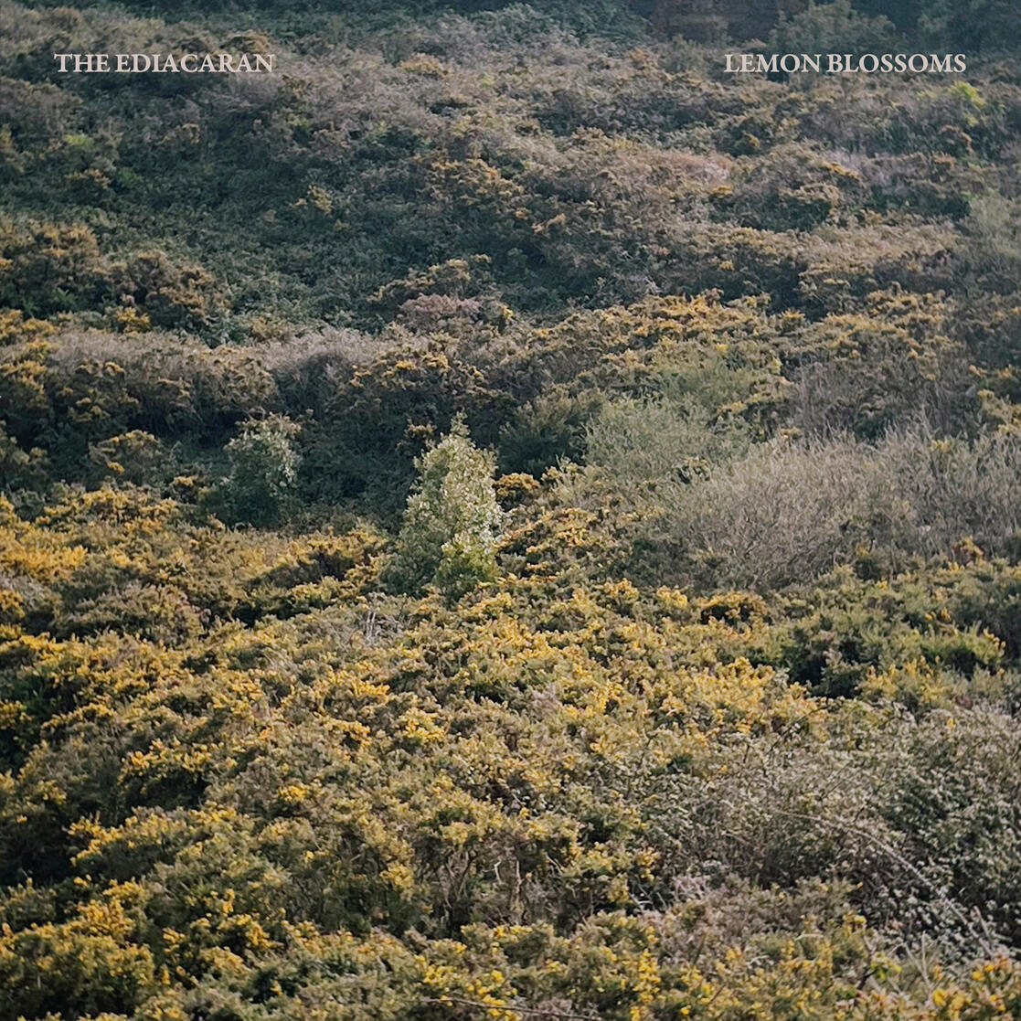 Lemon Blossoms (Single)